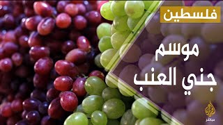 فلسطين..بدء موسم جني العنب في مدينة حلحول بمحافظة الخليل فلسطين..بدء موسم جني العنب في مدينة حلحول بمحافظة الخليل