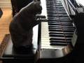 Zdolny kot Capable cat