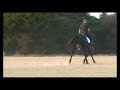 Solid Black Andalusian Stallion!