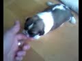 Twin Turbo Shitzu puppies 1 week old shih tzu Twin Turbo Shitzu puppies 1 week old shih tzu