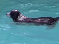 The Swimming Song - a canine music video The Swimming Song - a canine music video