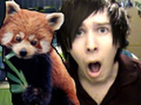 ZOMG RED PANDA!!?