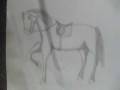 my horsey draws