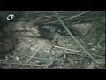 python vs crocodile
