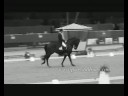 Music by Rihanna and Maroon 5, videos by pro-stallions and video by CavallerizzaOnly for SOV Productions