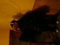 juaz cuerviando
