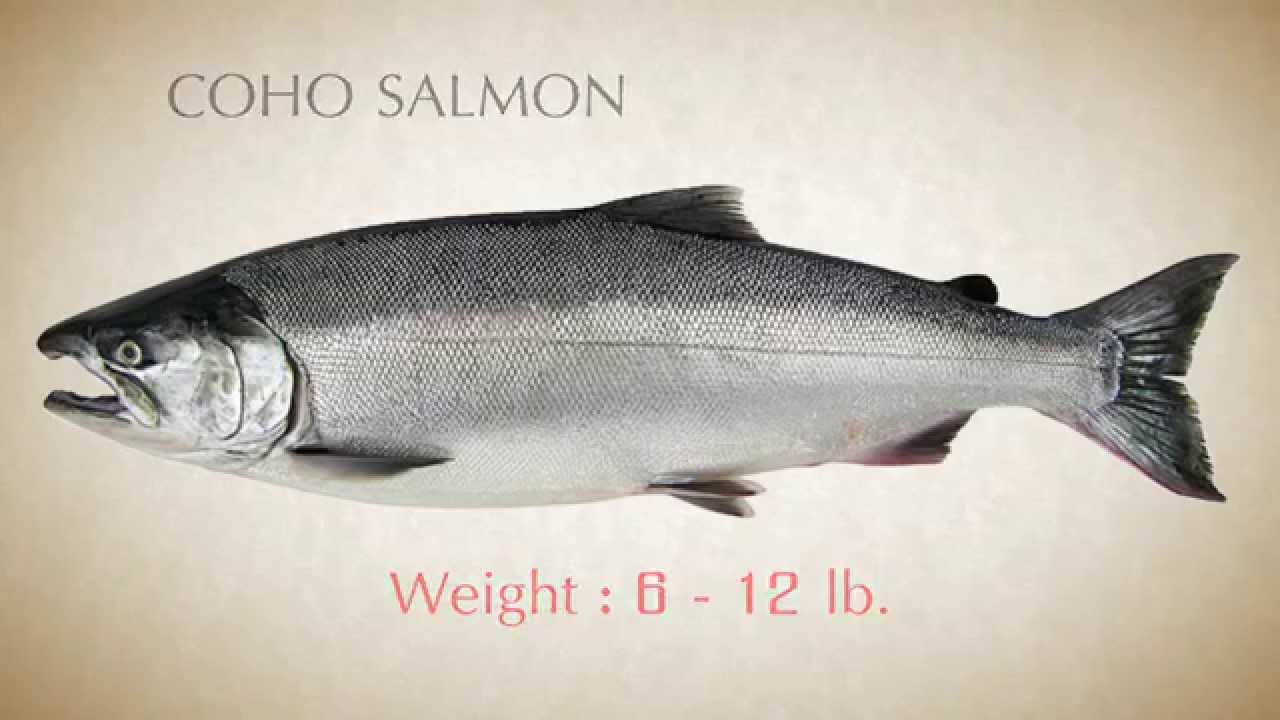 How to identify Pacific Salmon - Part 2  Beta