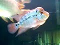 flowerhorn vs arowana