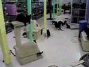 Kittens chasing a toy mouse