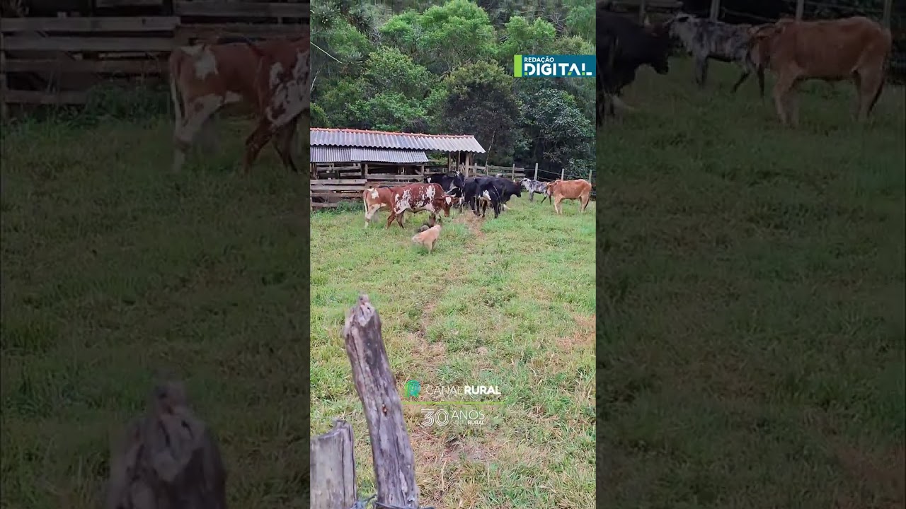 Cachorros manejando gado