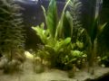 terceira semana do meu aquario plantado. Acho que tá ficando bom!!! 