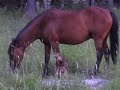 newborn fawn and horse