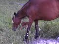 newborn fawn and horse