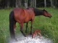 newborn fawn and horse