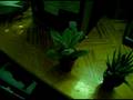 my cactus plants