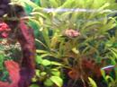 Mein Aquarium!!! (noch ein bissl leer... aber immerhin) xD