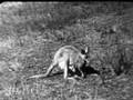 Kangaroos in Australia 1920s