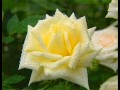 Home Gardener Wins Best Rose 2001