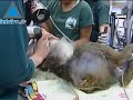 Les singes aussi se rendent chez le dentiste. Illustration a Les singes aussi se rendent chez le dentiste. Illustration a