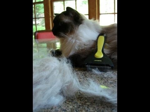 Do Ragdoll Cats Shed? 0 Do Ragdoll Cats Shed?