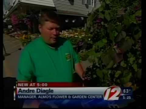 how to harvest seeds from a morning glory