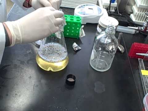 how to grow e coli in liquid media