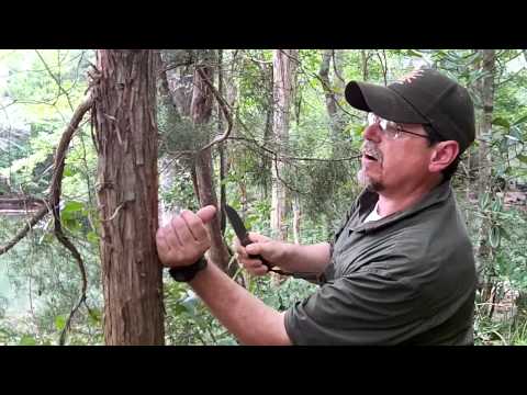 how to harvest cedar trees