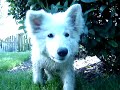 Wei�e Sch�ferhunde / Jungh�ndin tobt im Garten