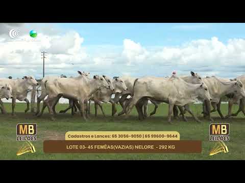 543� LEIL�O VIRTUAL MB LEIL�ES