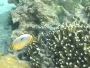 Lu e Dê - snorkeling in Koh Phi Phi, Thailand