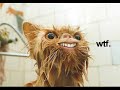 Caturday Vol. IV