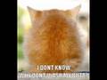 Caturday Vol. IV