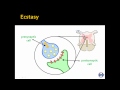Nervous System [4]: Ecstasy and Serotonin (A Level Biology)