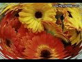 Parsifal video 01 (madre maria)