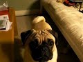 Pug and Pekingese