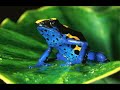 Dendrobates