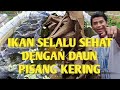 Fungsi Daun Kering Dalam Peliharaan Ikan Hias