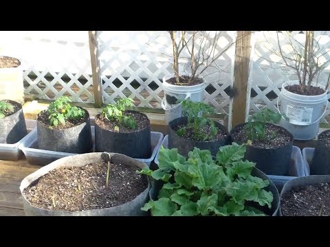 how to grow grapes in tn