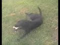 Why Labradors lose control of their limbs