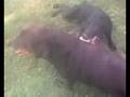 Why Labradors lose control of their limbs