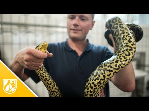 Die Anakonda aus Meerbusch hat im Tierpark Brggen ein neues Zuhause