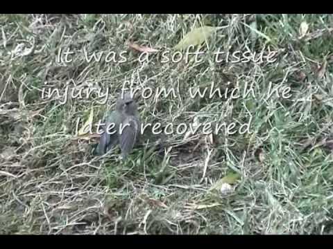 See video