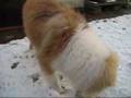 Misty-in-the-Snow-2