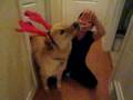 videos de Toshi as Max in The Grinch who stole Christmas