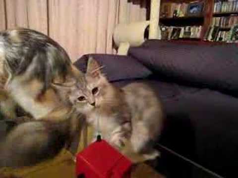 Cats play TerminYoutube(ユーチューブ・ゆーちゅーぶ)・Dailymotion動画