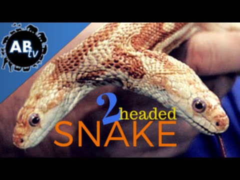 YouTube reptile video