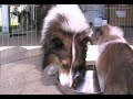 07Litter Chapter 3 July07