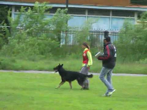 Chiempionat Rossii 2010 po IPO-3, C-82|-
