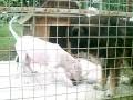 Dogo Argentino training
