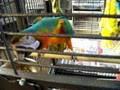 Tour of A Place to Call Home/Ollie's Parrots Perch